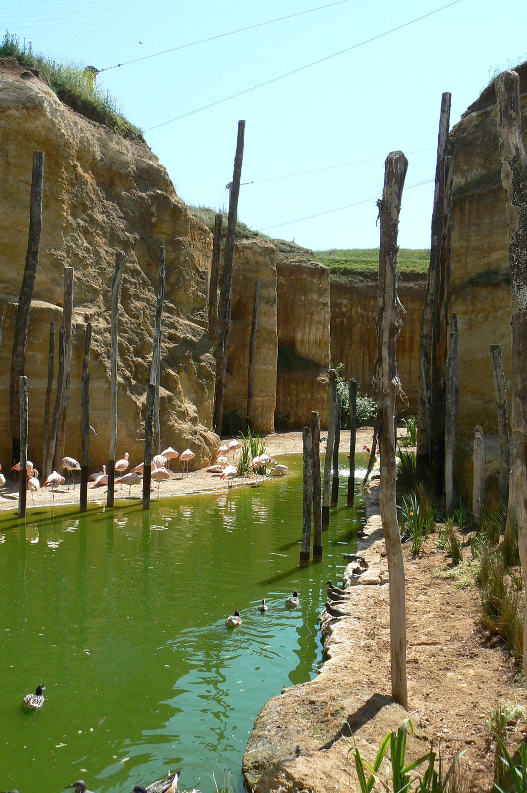 Giant south american aviary - general view