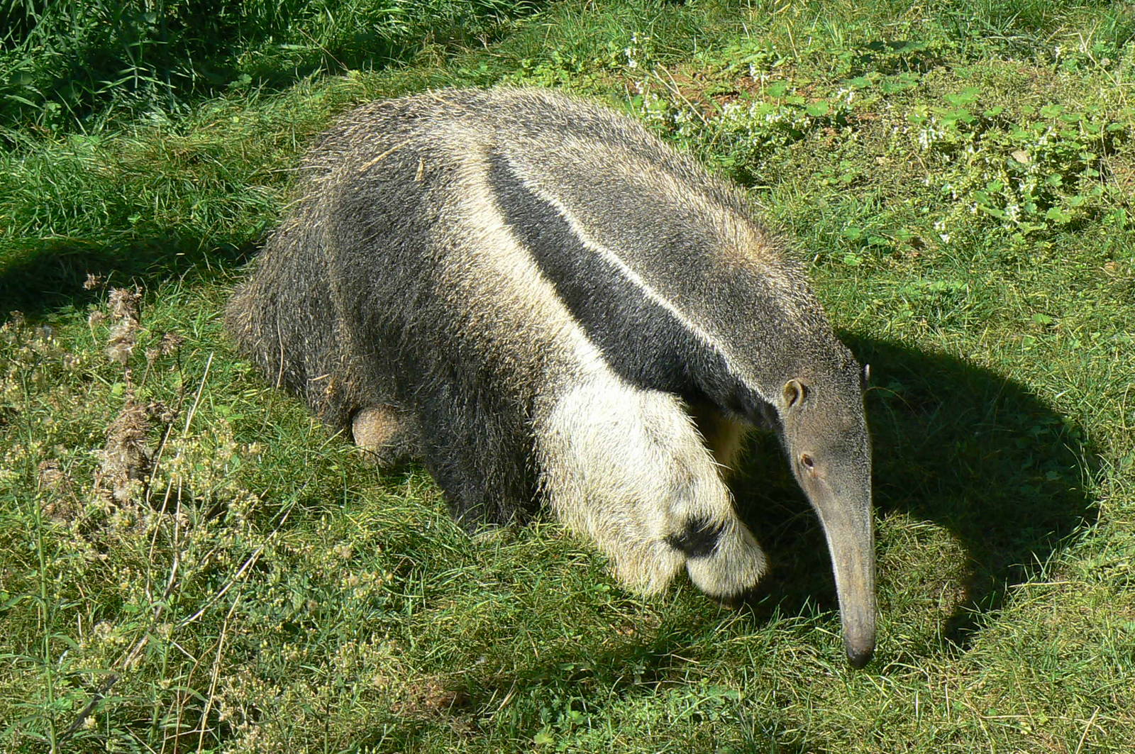 Giant south american aviary - Giant anteater