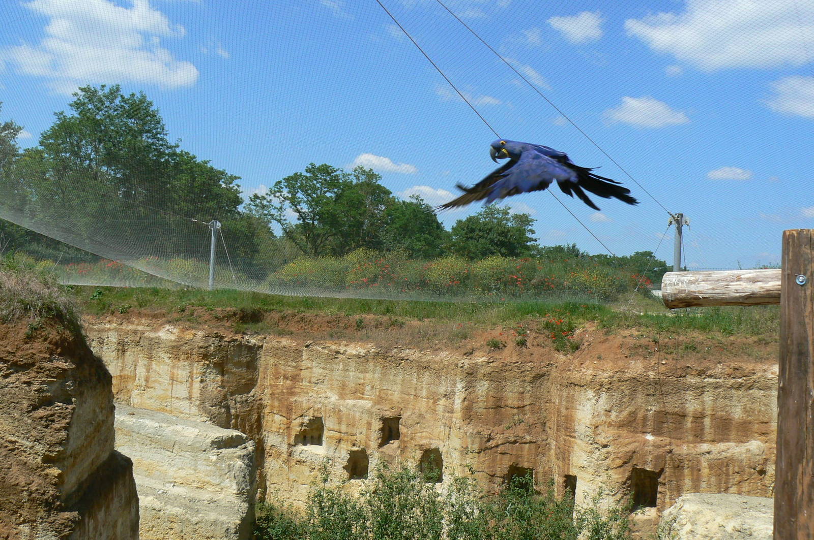 Giant south american aviary - Hyacinth macaw flying