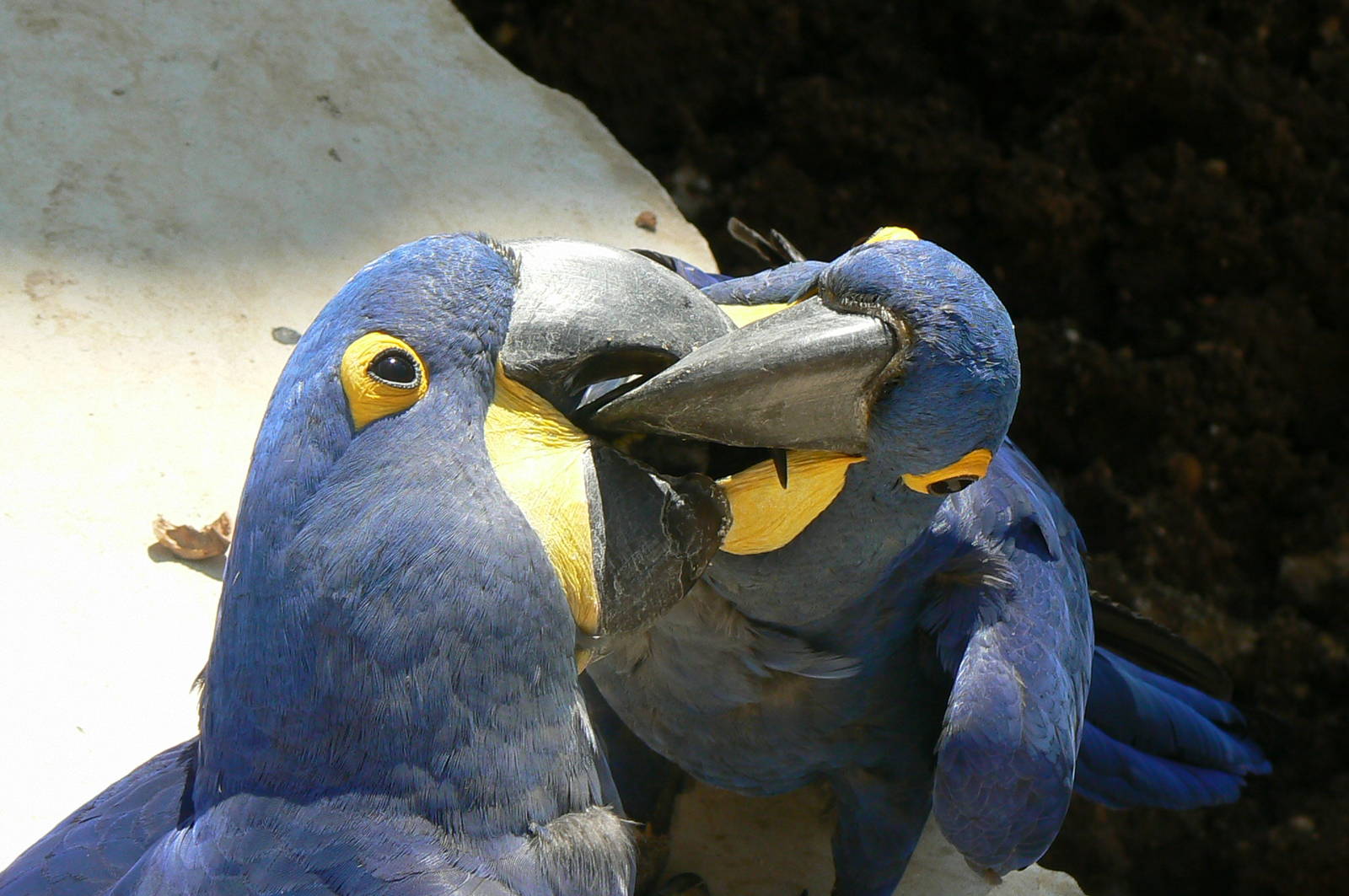 Giant south american aviary - Hyacinth macaws' french kiss