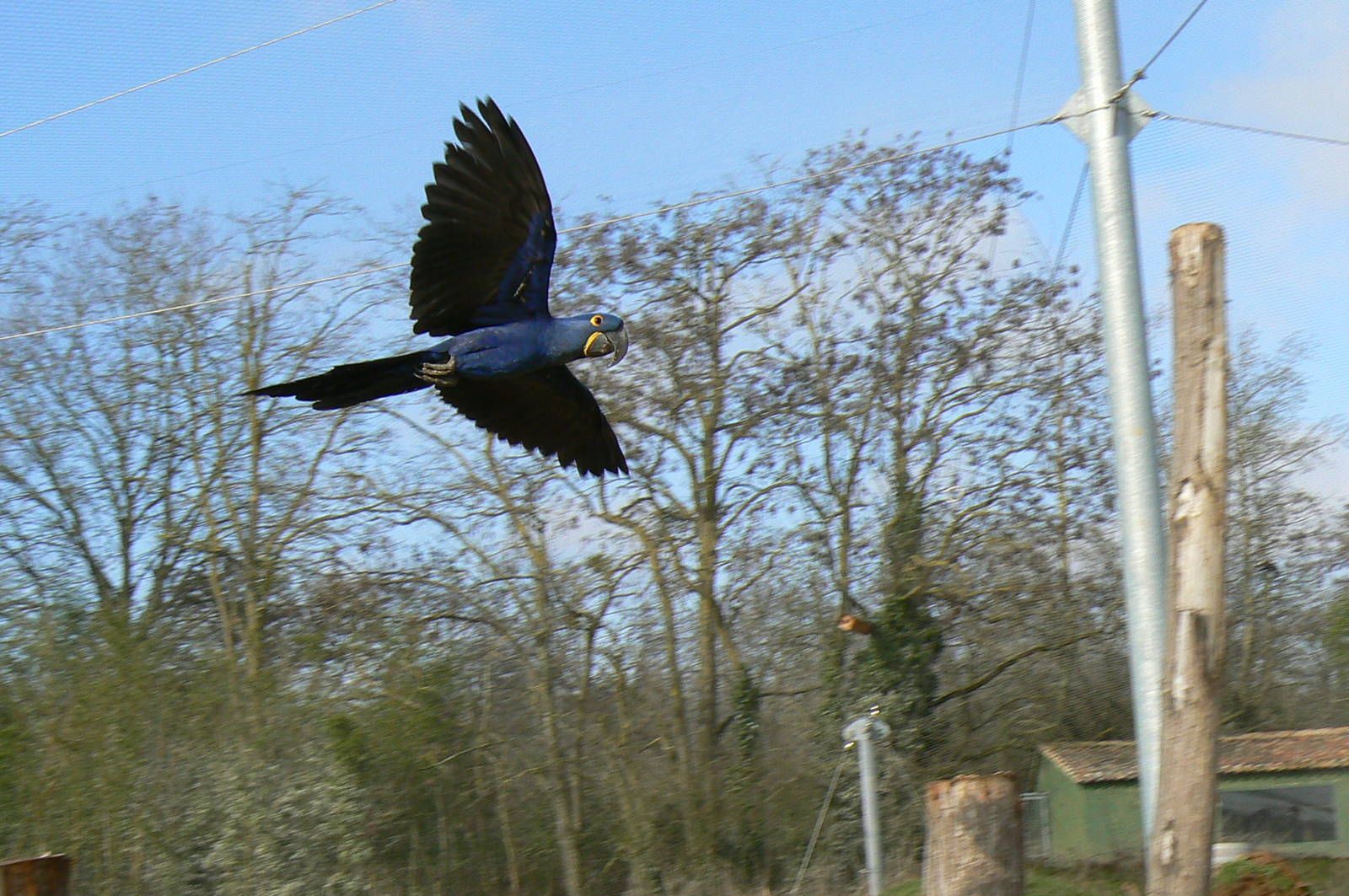 Giant south american aviary - Hyancinth macaw flying