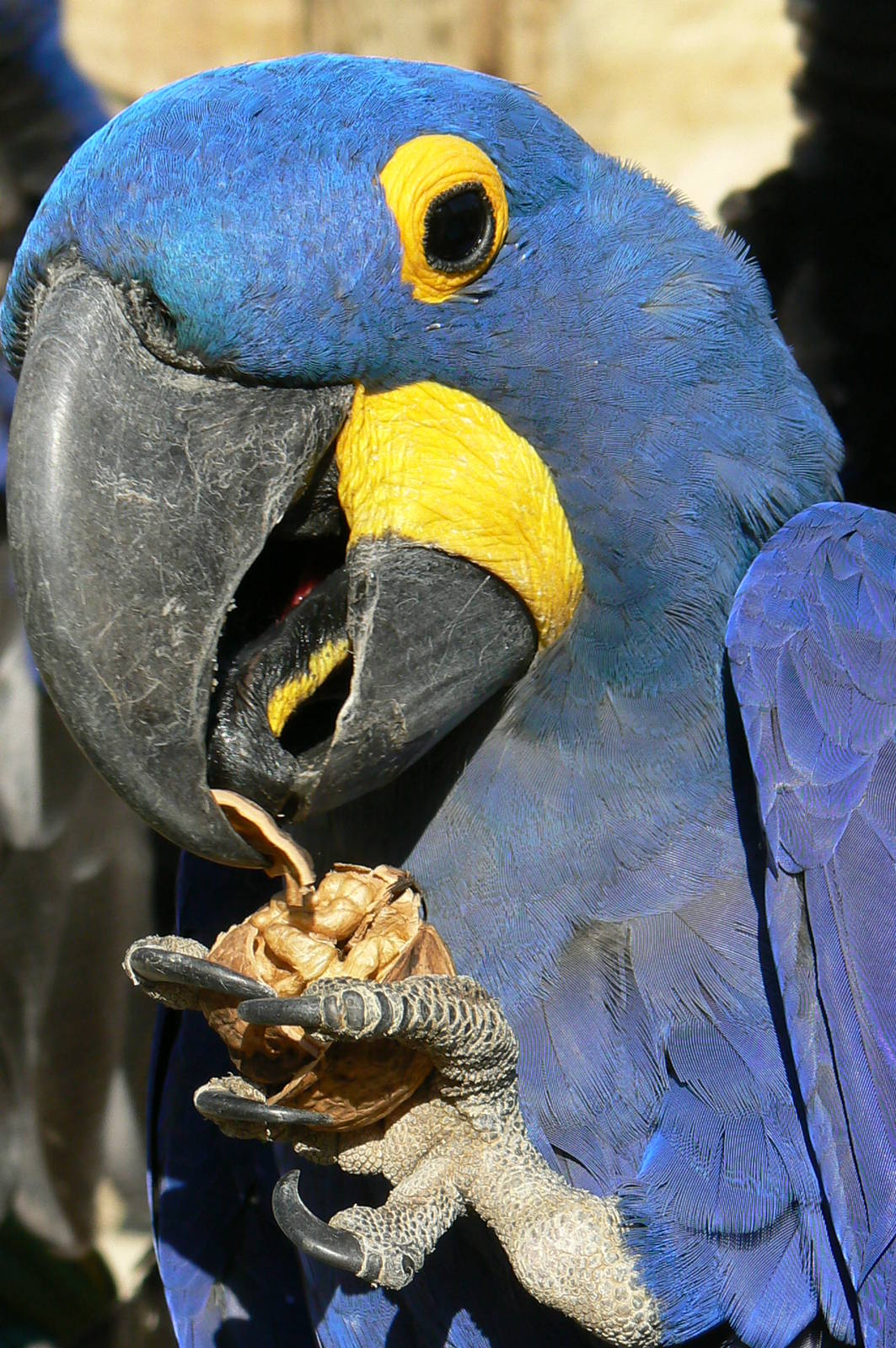 Giant south american aviary - Hyancinth macaw