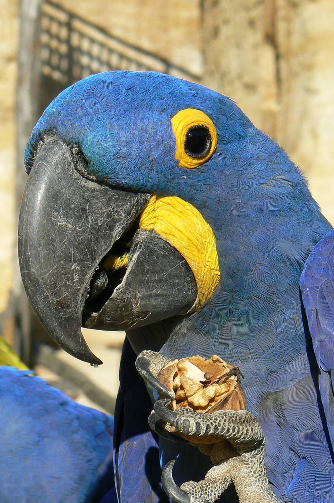 Giant south american aviary - Hyancinth macaw