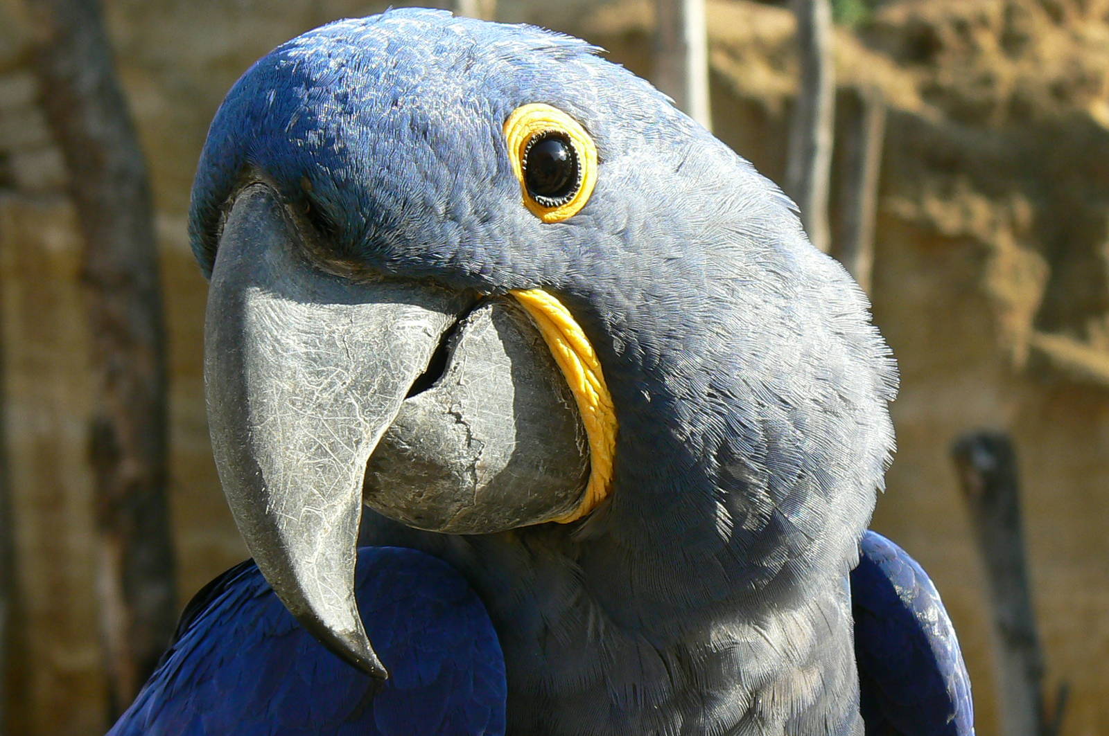 Giant south american aviary - Hyancinth macaw