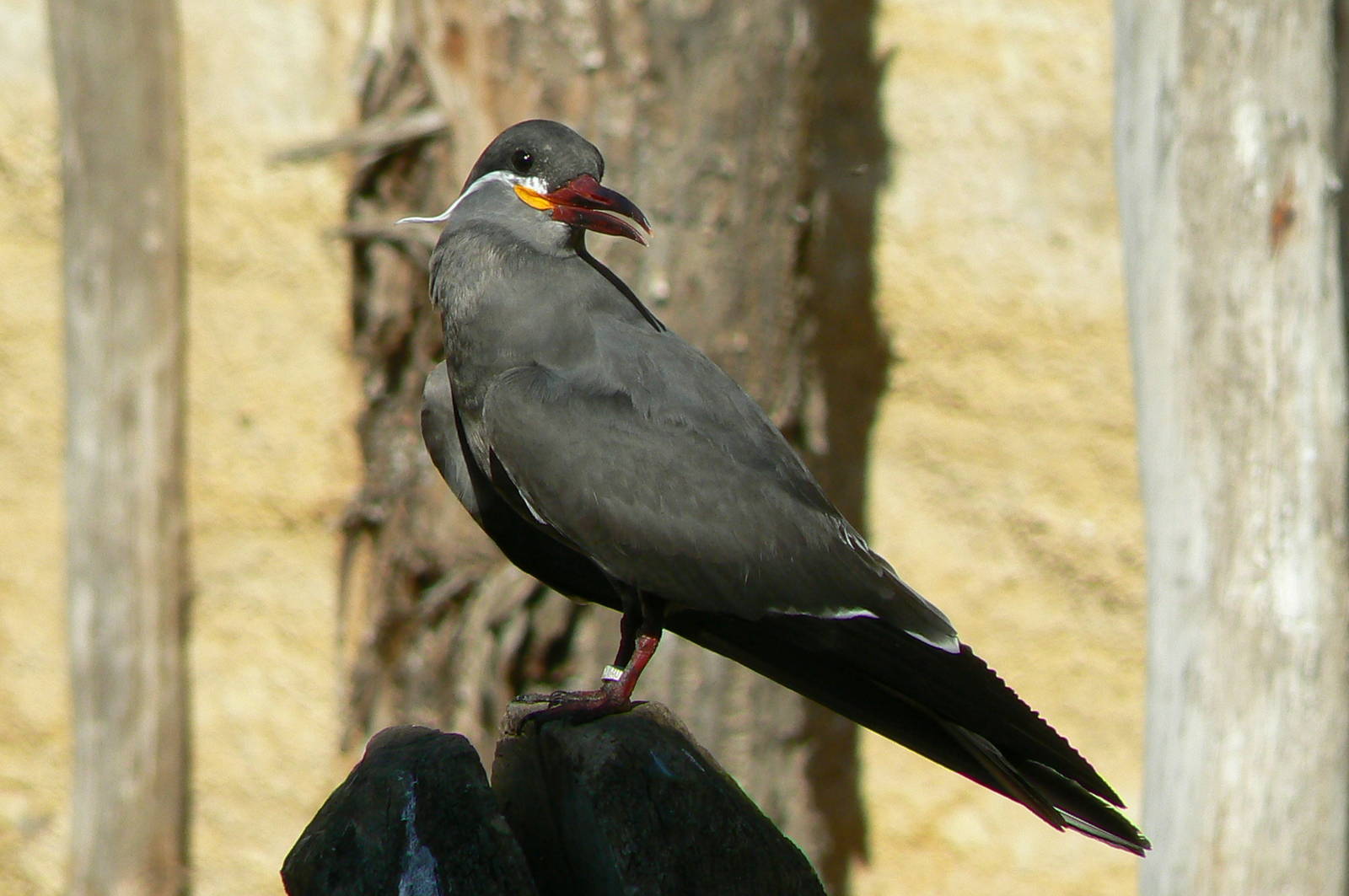 Giant south american aviary - Inca tern