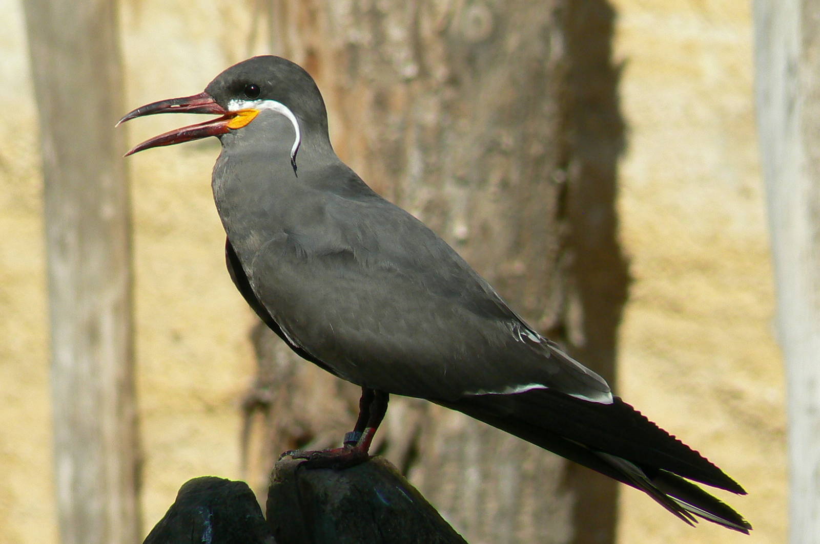 Giant south american aviary - Inca tern