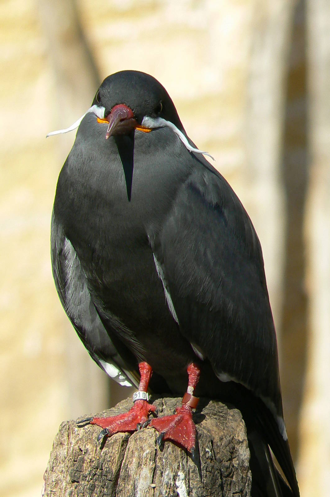 Giant south american aviary - Inca tern