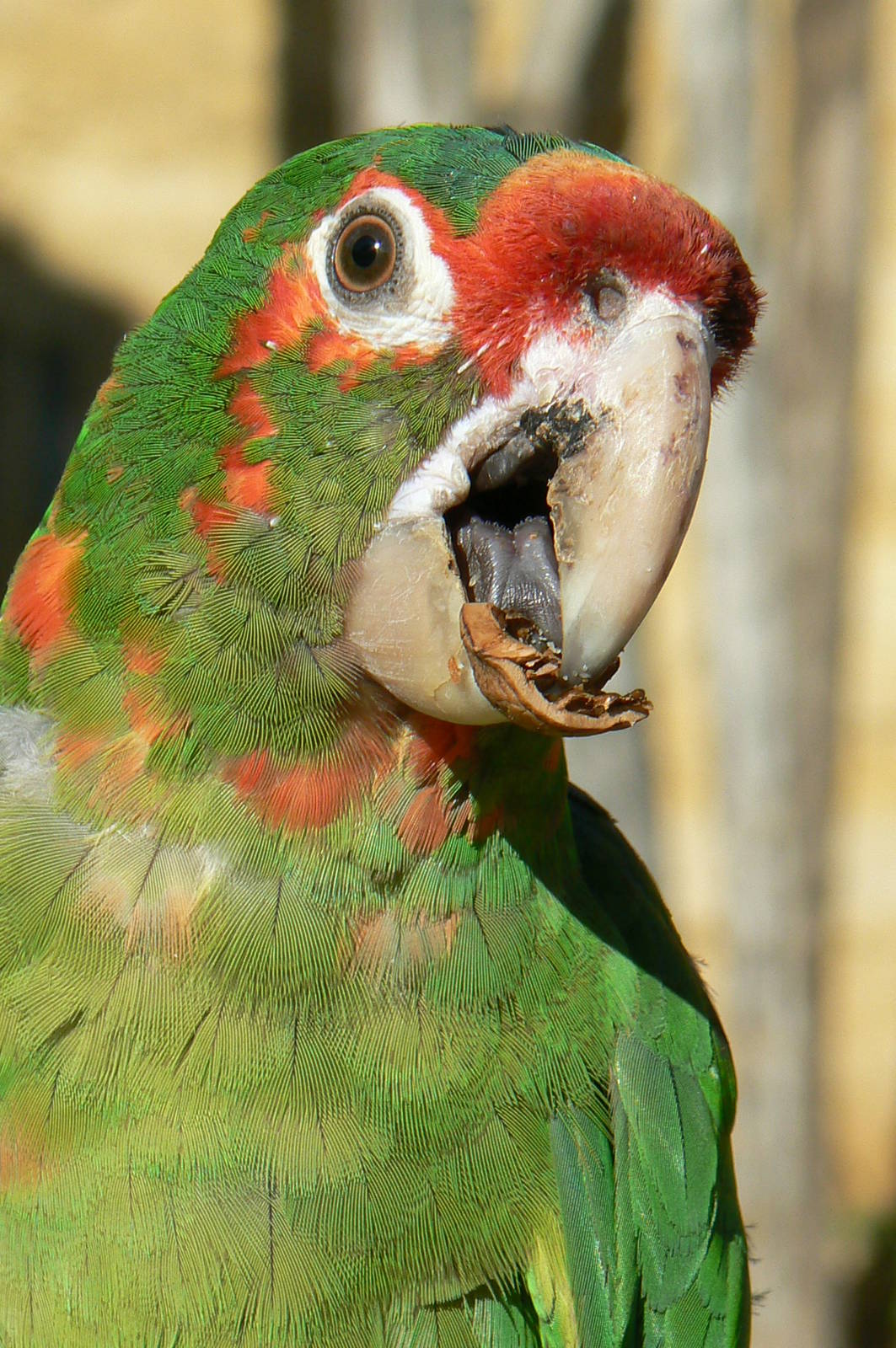 Giant south american aviary - Mitred conure