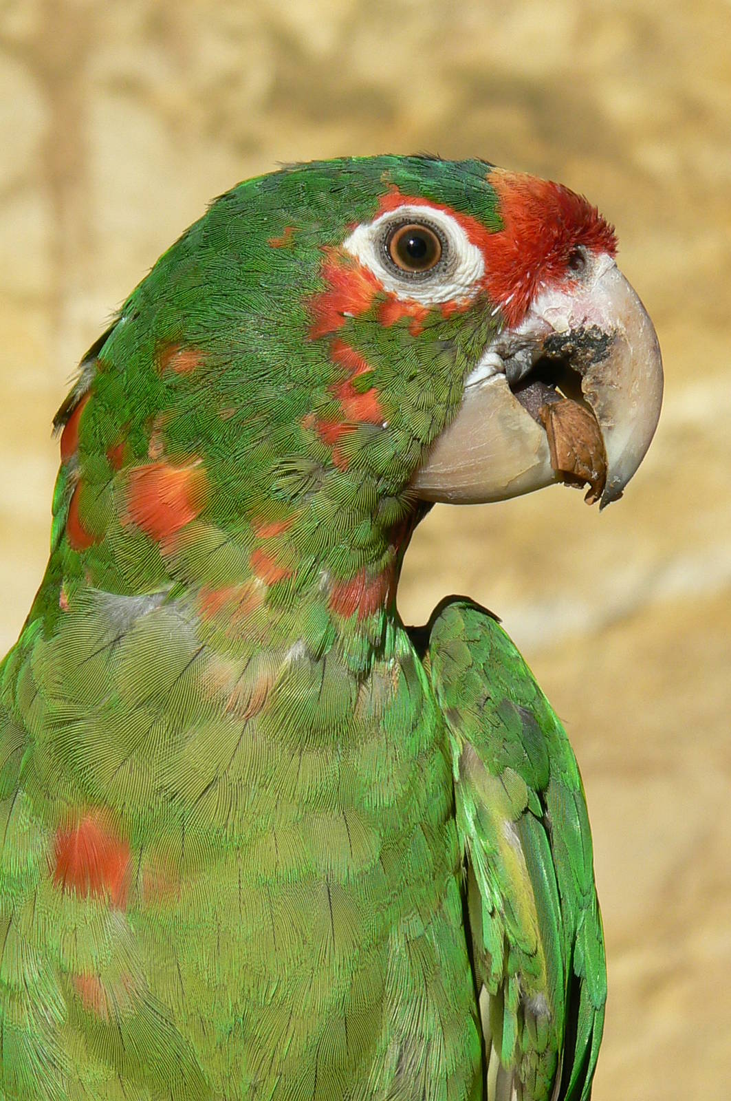 Giant south american aviary - Mitred conure