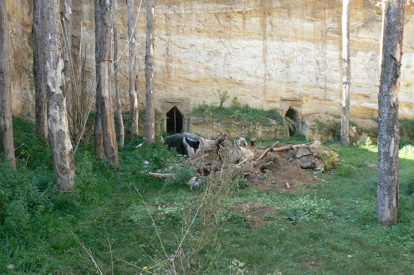 Giant south american aviary - Part of the giant anteater enclosure