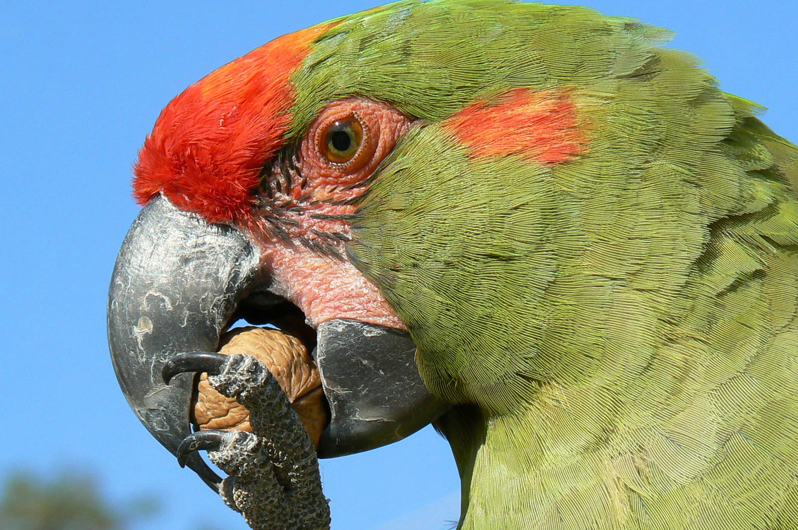 Giant south american aviary - Red-fronted macaw
