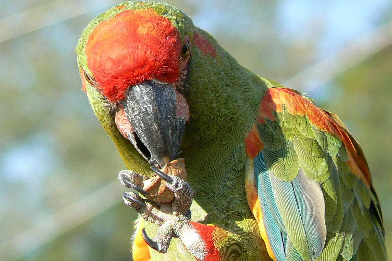 Giant south american aviary - Red-fronted macaw