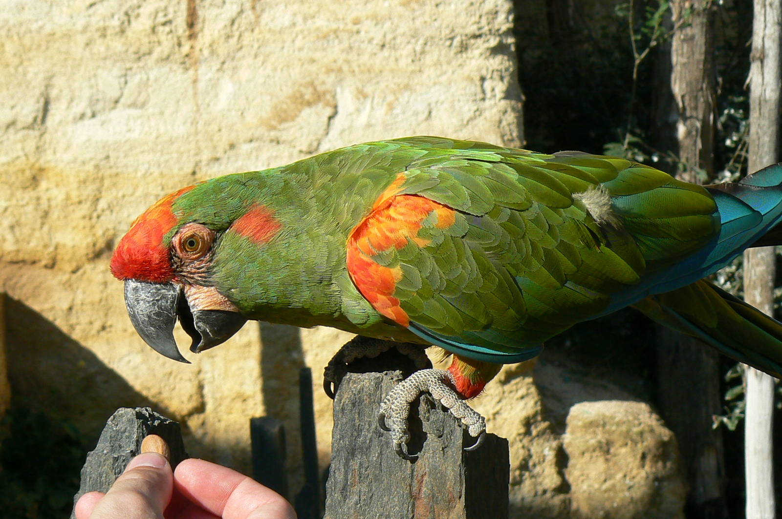 Giant south american aviary - Red-fronted macaw