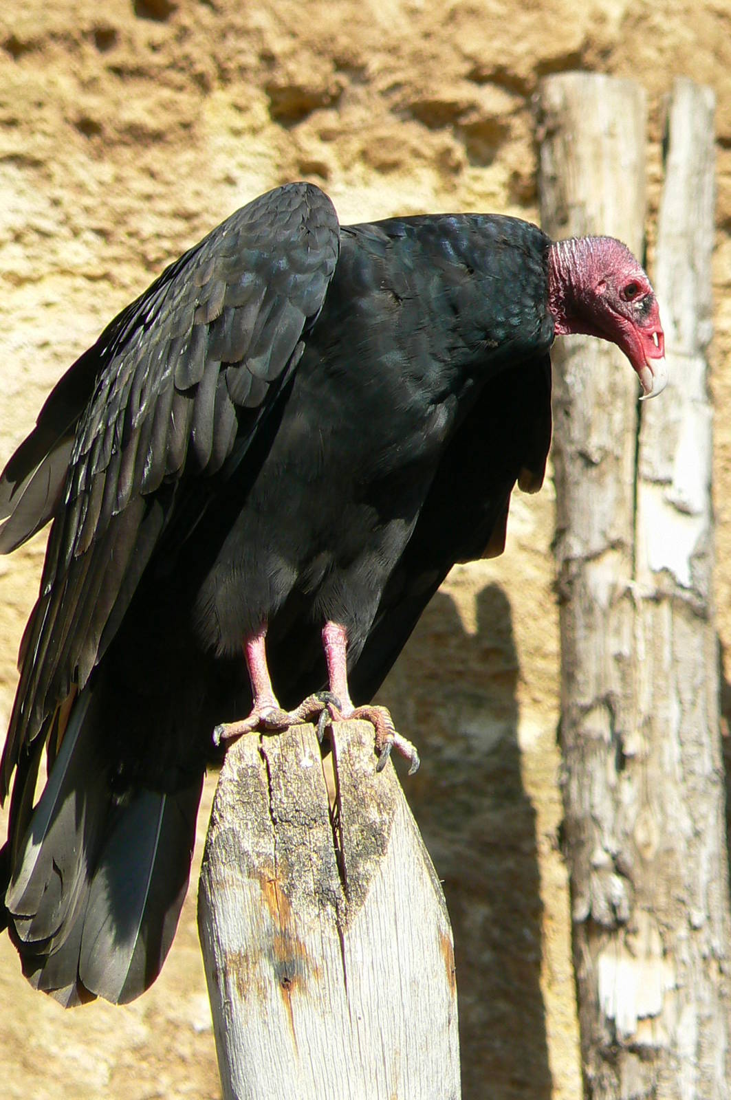 Giant south american aviary - Turkey vulture