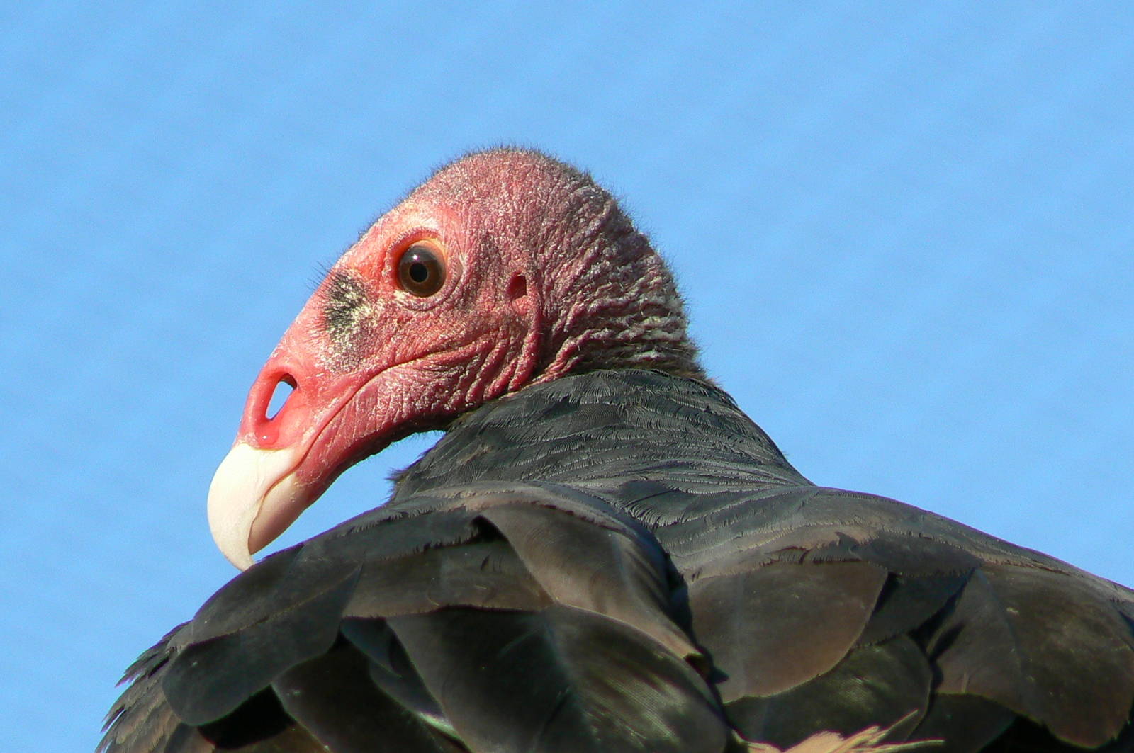 Giant south american aviary - Turkey vulture
