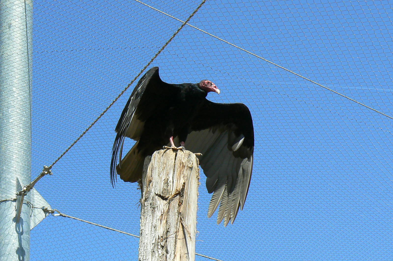 Giant south american aviary - Turkey vulture