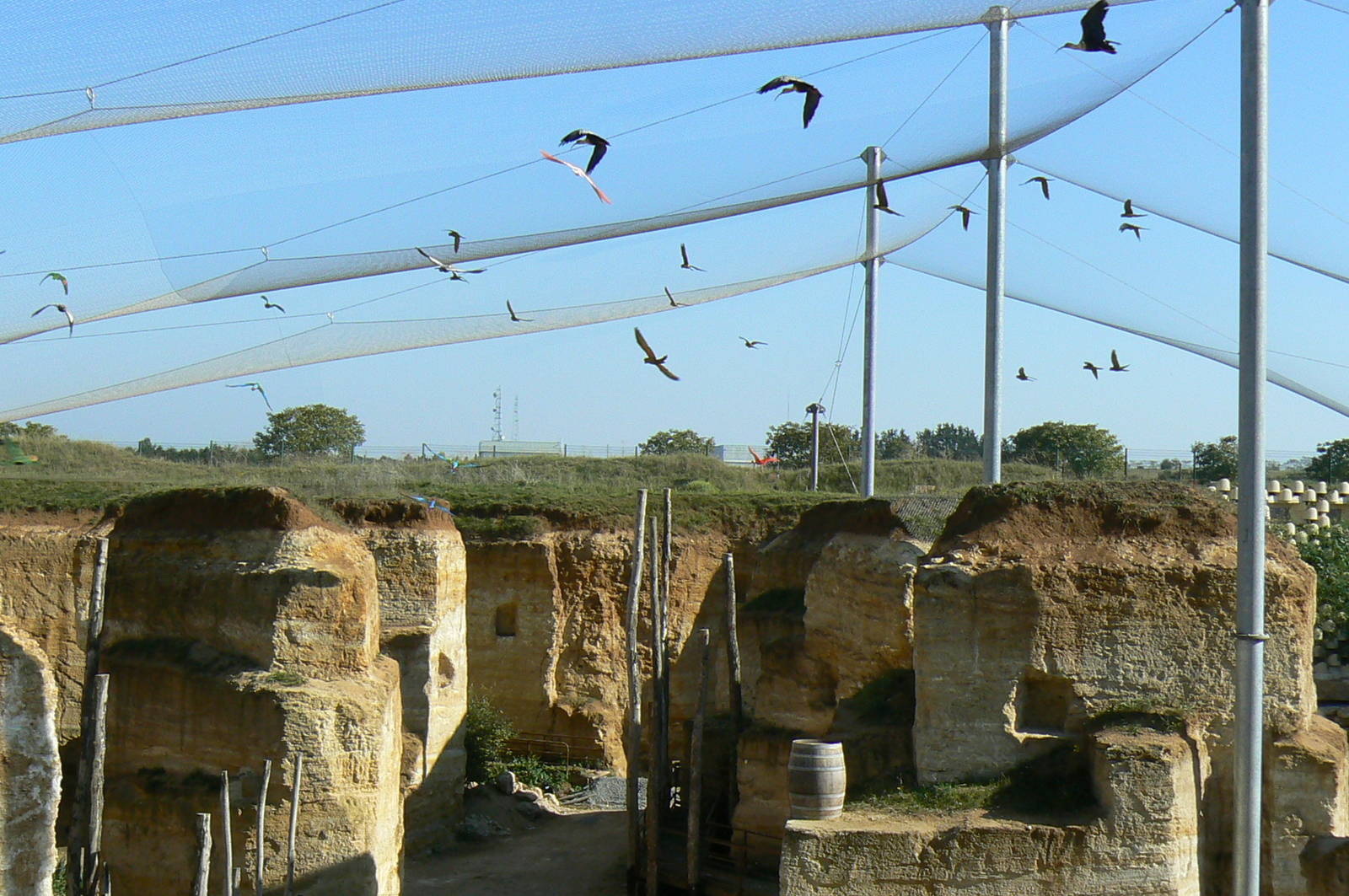 Giant south american aviary - Various birds flying