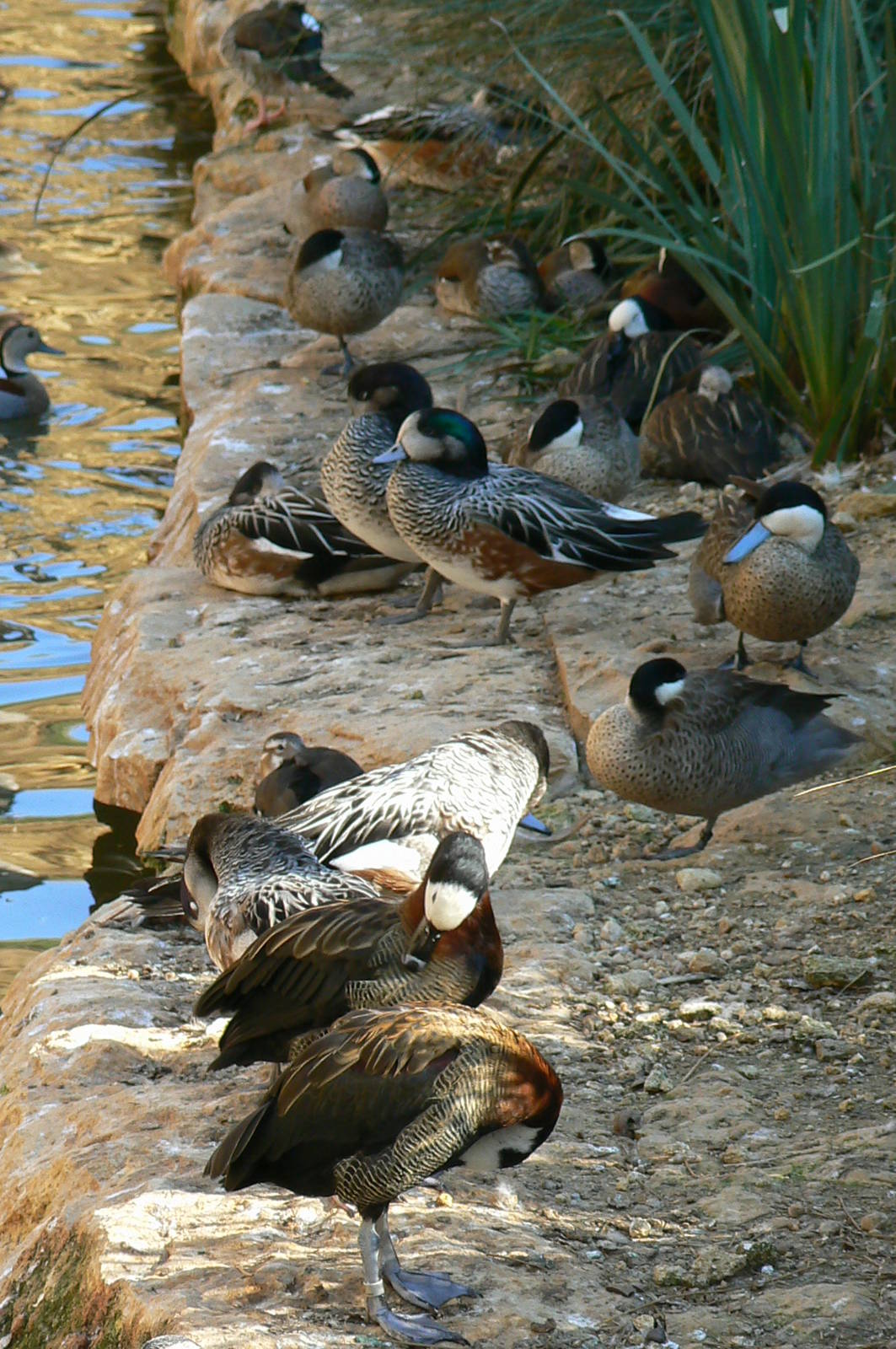 Giant south american aviary - Various ducks