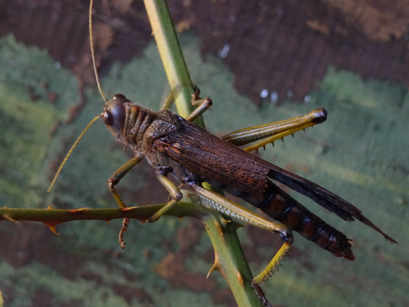 Giant south american grasshopper (Tropidacris violaceus