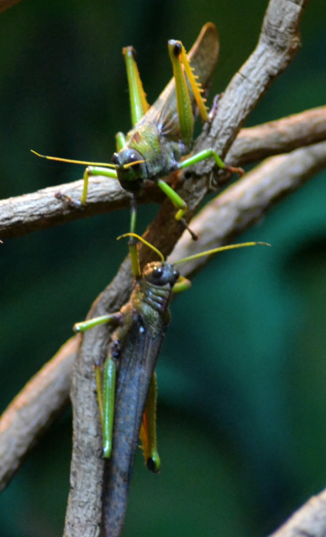 Giant South American grasshopper