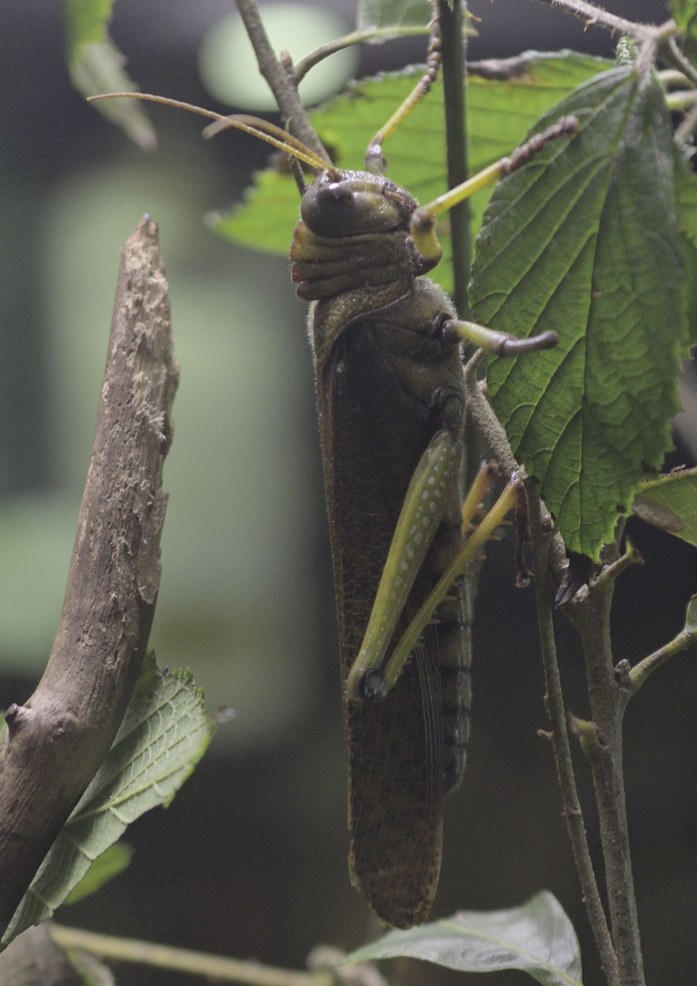 Giant South American grasshopper