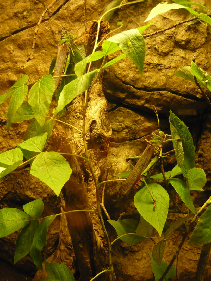 Giant South American grasshoppers (Tropidacris violaceus)