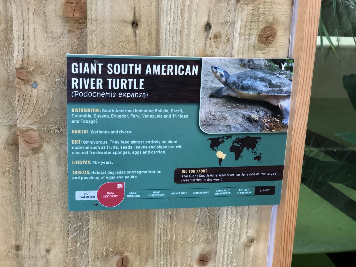 Giant South American River Turtle / Arrau River Turtle Signage at Ponderosa Zoo (July 2021)