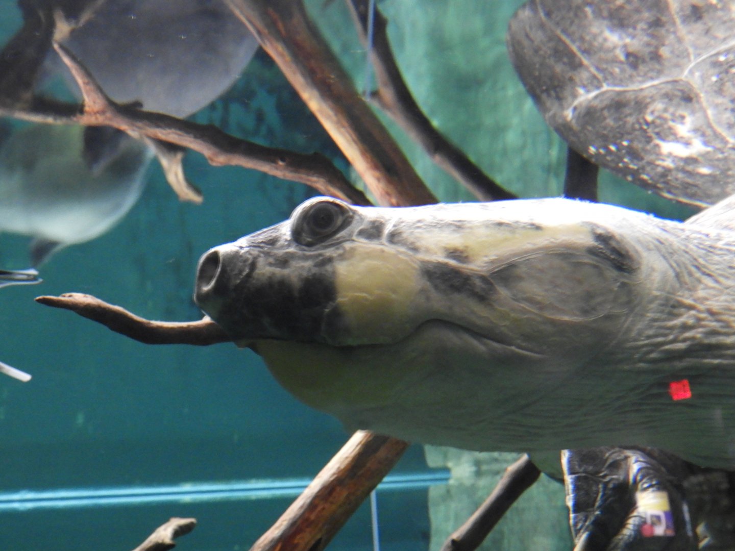 Giant South American River Turtle (Podocnemis expansa)