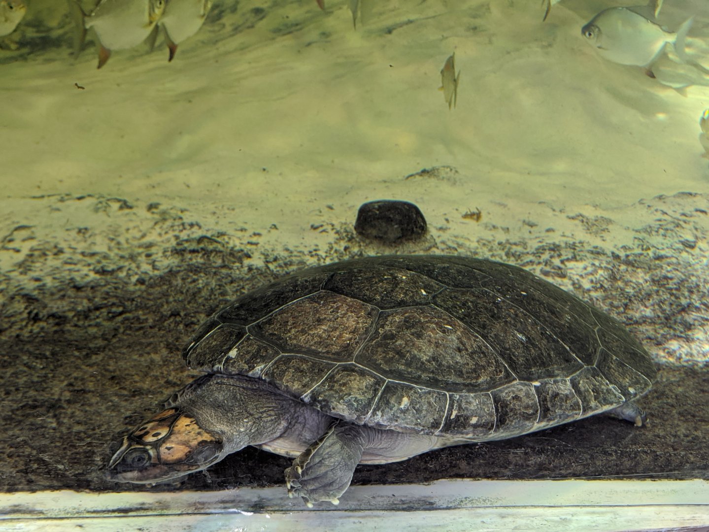 Giant South-American river turtle - reopening 31-08-2020