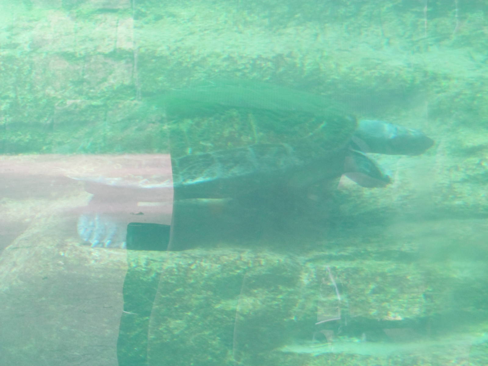 Giant South American River Turtle