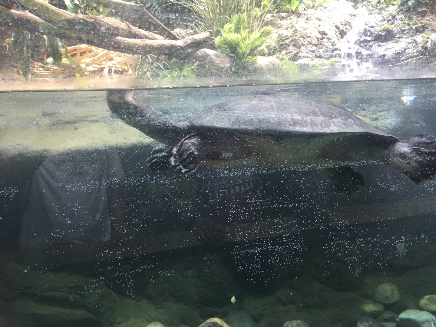 Giant South American river turtle