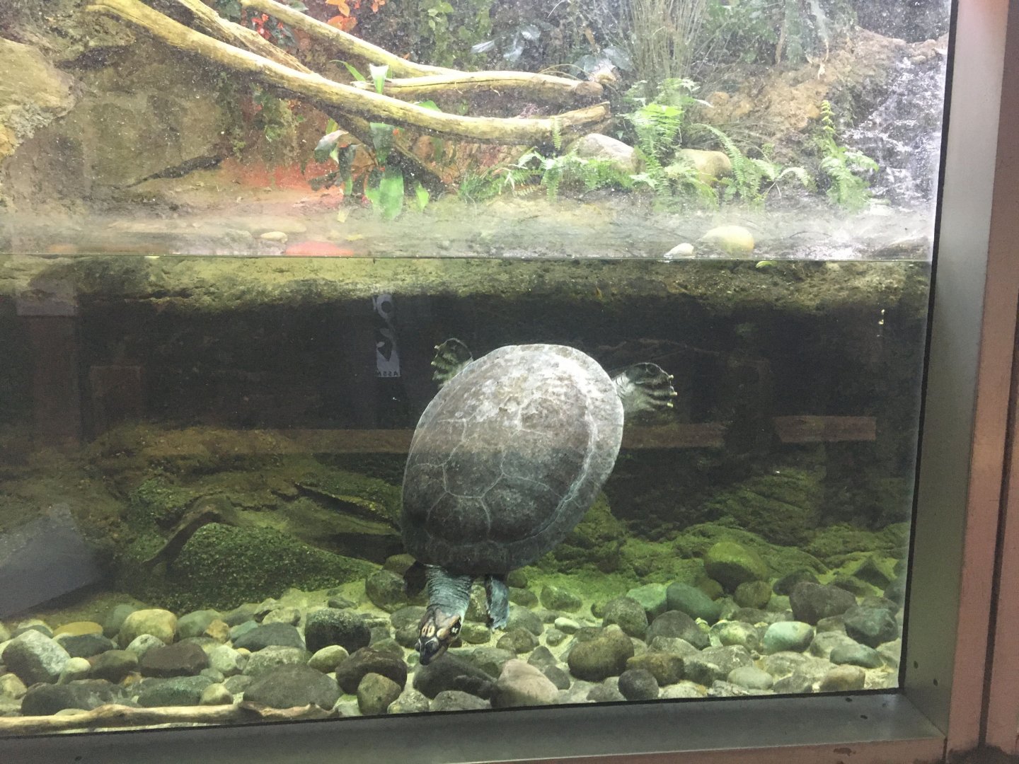 Giant South American river turtle