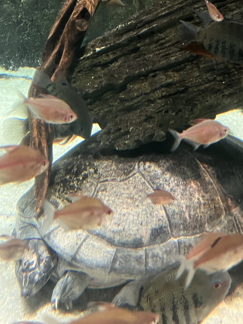 Giant South American river turtle