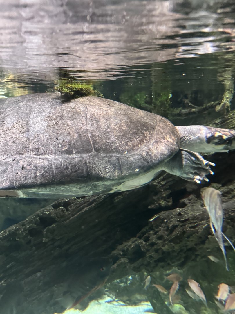 Giant South American river turtle