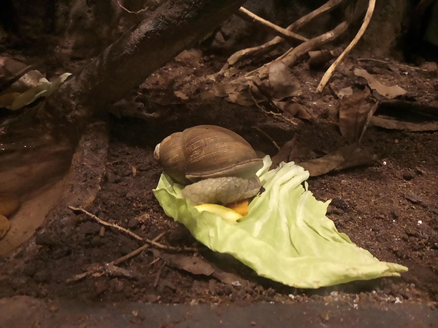 Giant south American snail