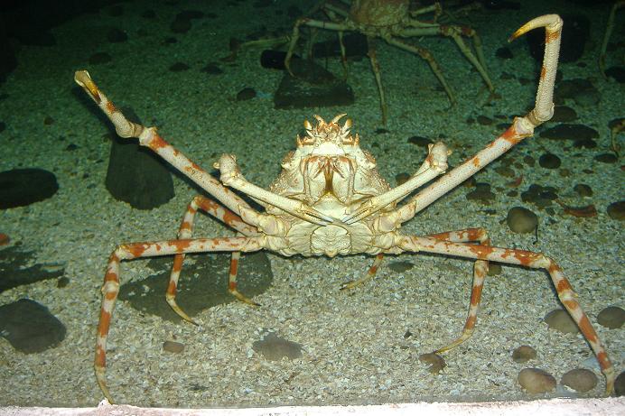 Giant Spider Crab Blankenberg Sealife
