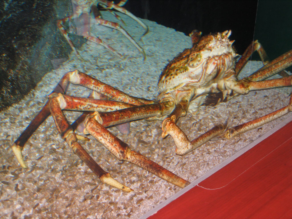 Giant Spider Crab - COEX Aquarium