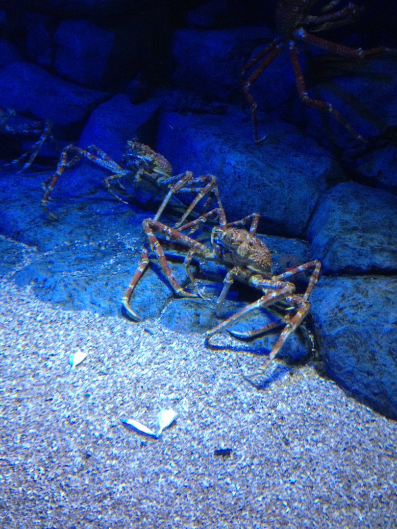 Giant Spider Crab (Macrocheira kaempferi)