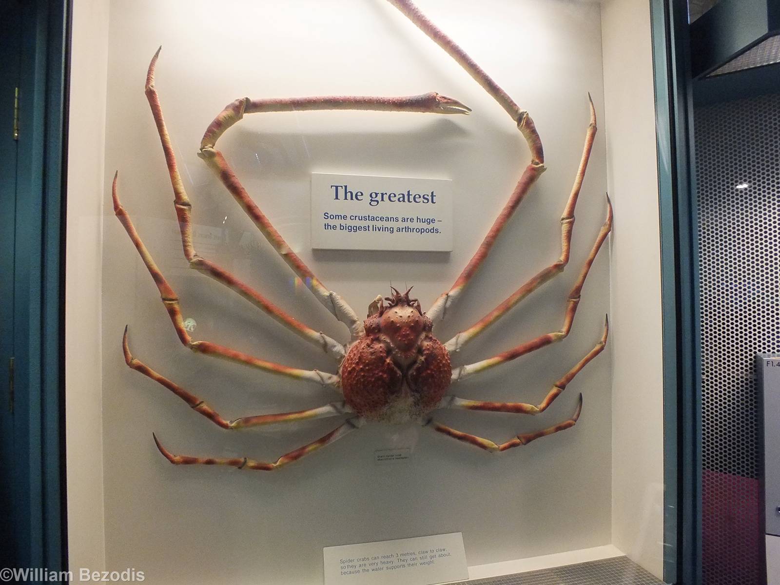 Giant Spider Crab - NHM London