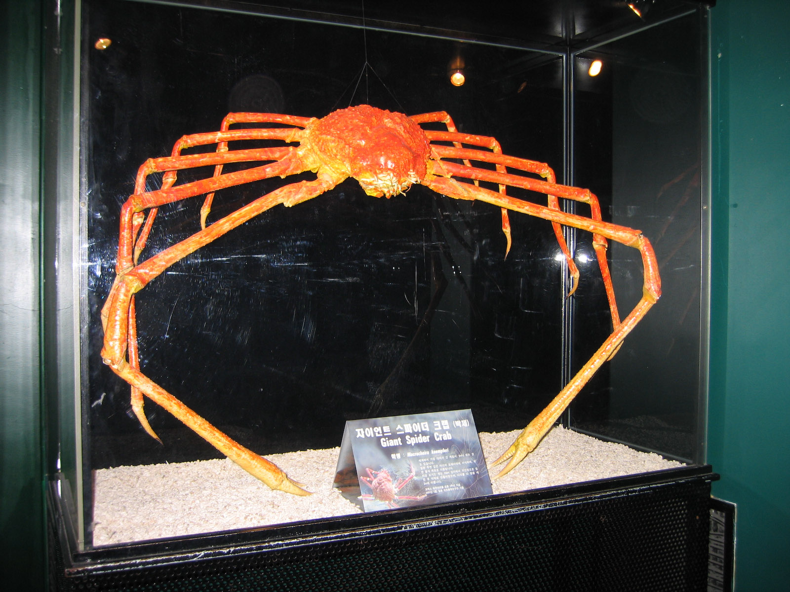 Giant Spider Crab - Oct 2003