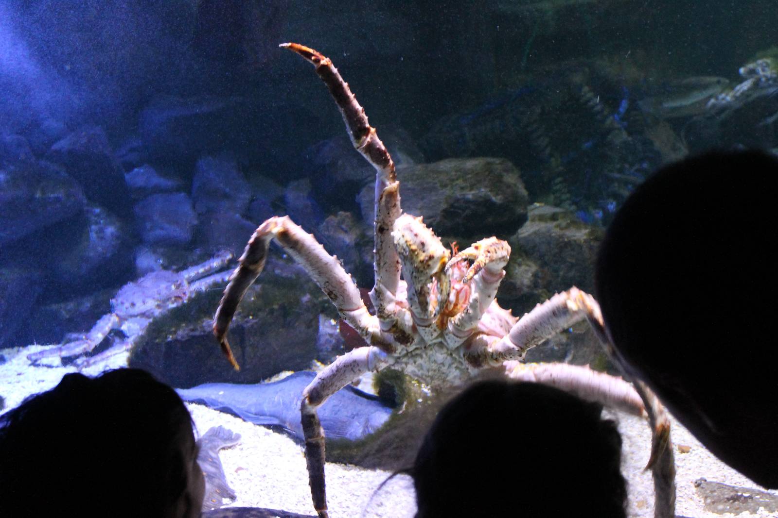 Giant spider crab
