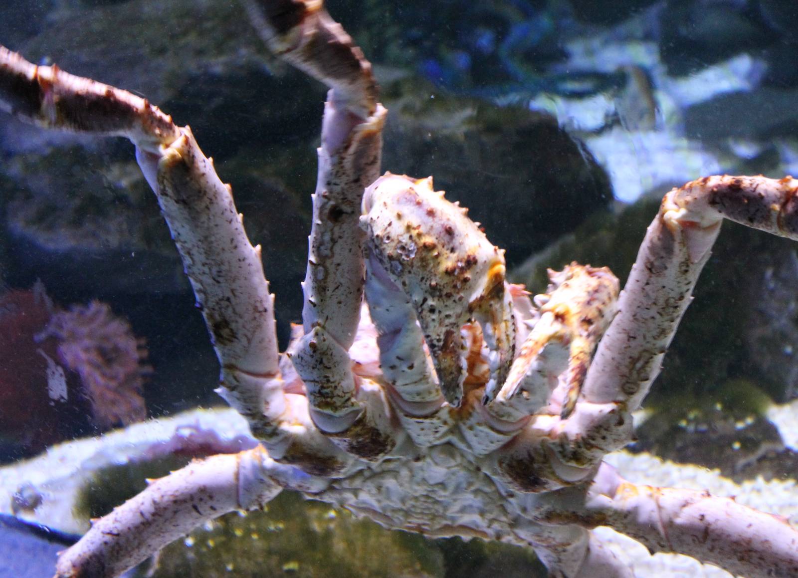 Giant spider crab