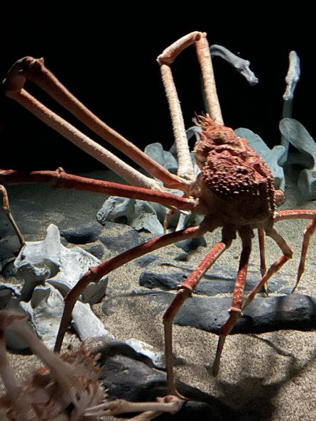 Giant spider crab