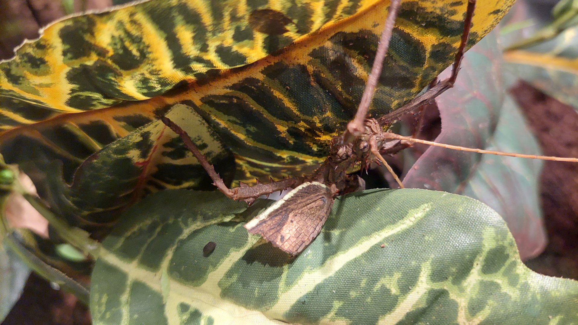 Giant spiny leaf insect (Heteropteryx dilatata)