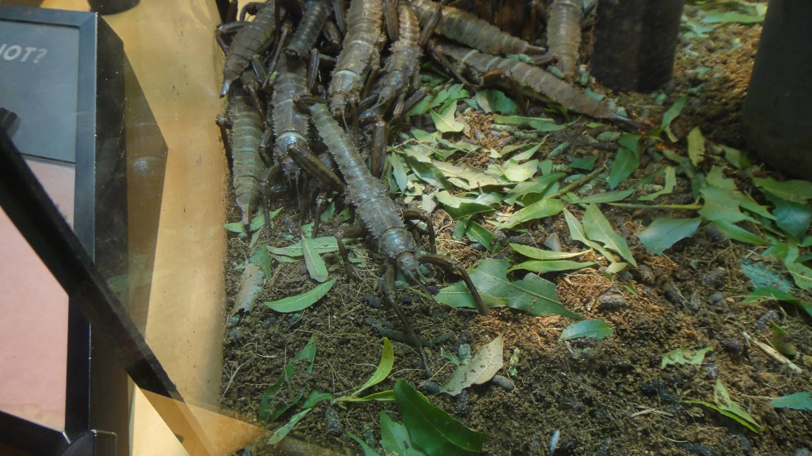 Giant spiny-stick insect at Museum of life and science 2015-1-31