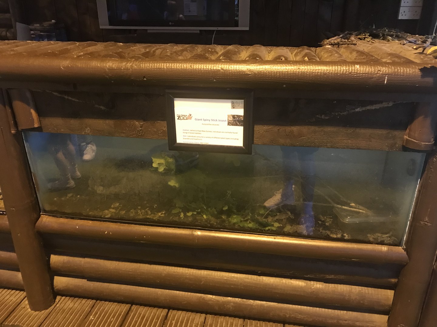 Giant spiny stick insect enclosure