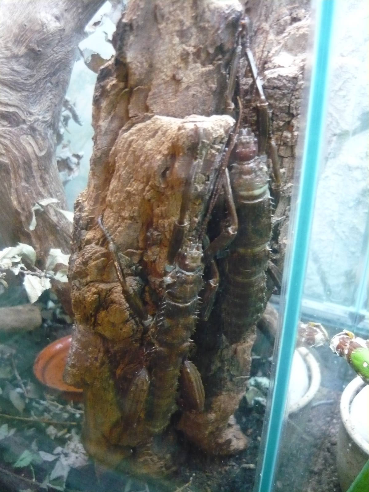 Giant spiny stick insect (Eurycantha calcarata)