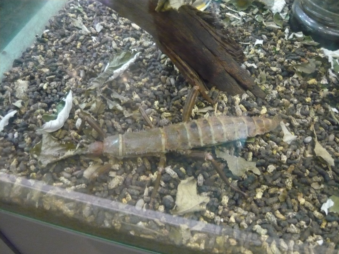 Giant spiny stick insect (Eurycantha calcarata)