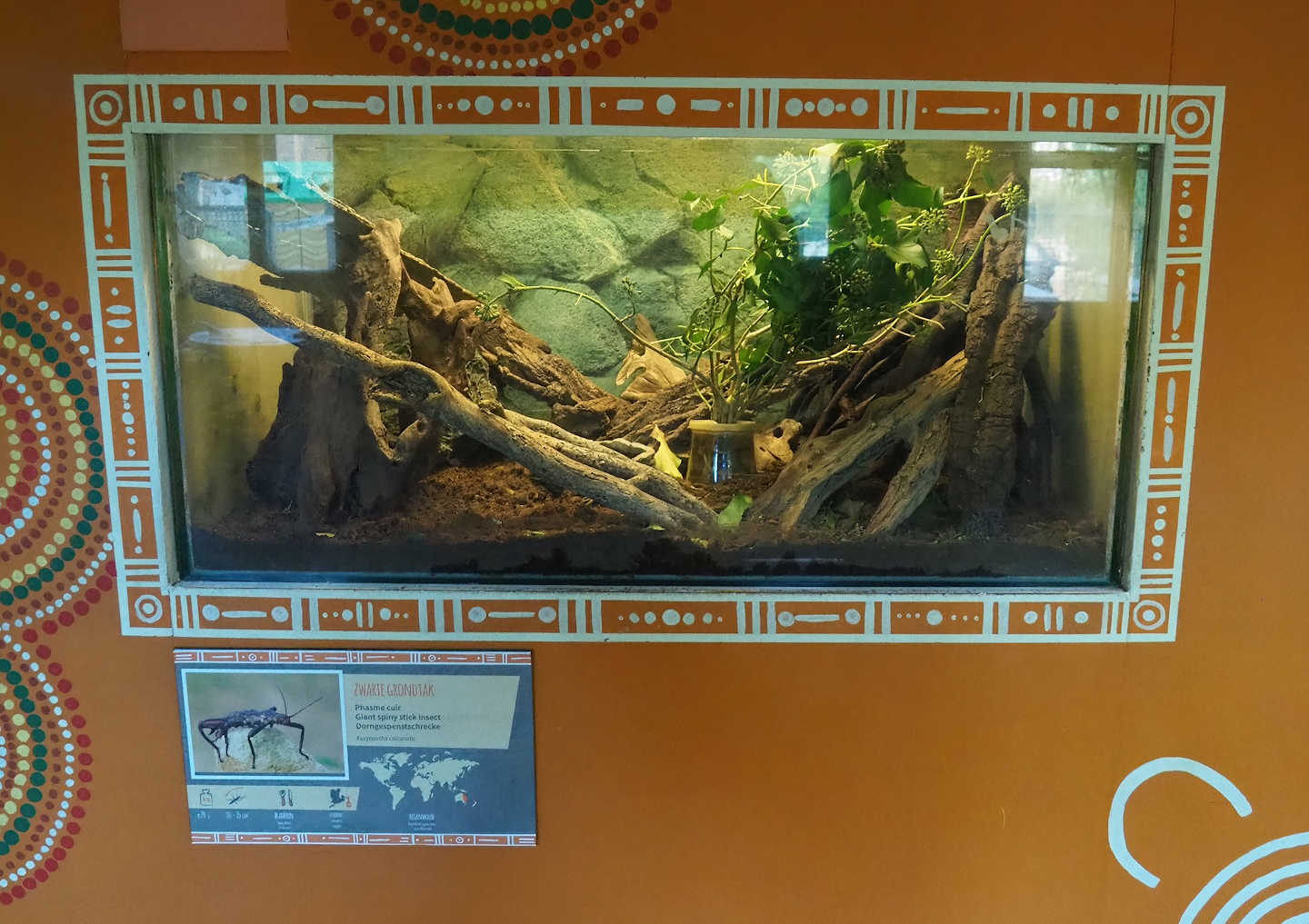 Giant spiny stick insect terrarium, 2022-10-19