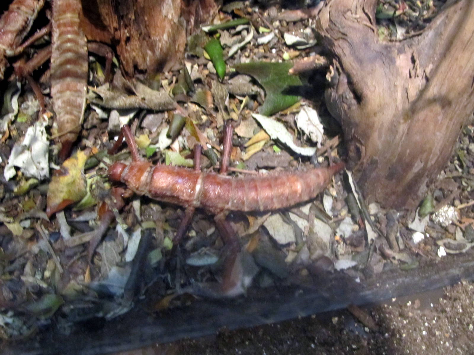 Giant Spiny Stick Insect